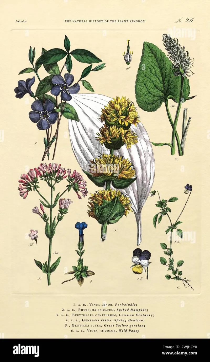 That $4 'Vintage Rose' on Etsy Might Be Free at the Library of Congress — We Traced 12 Listings Back to Their Sources